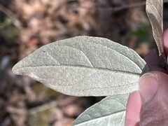 Croton alabamensis