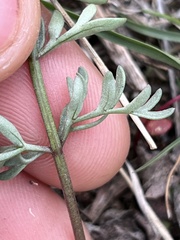 Lomatium canbyi