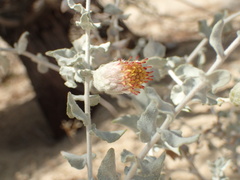 Brickellia incana