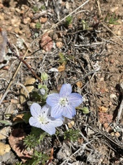Nemophila menziesii integrifolia