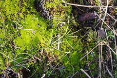 Isoetes melanopoda