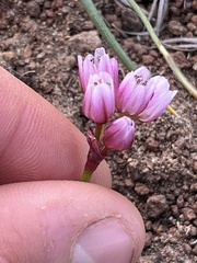 Allium scilloides