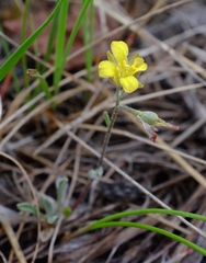 Physaria arenosa
