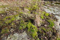Isoetes melanopoda