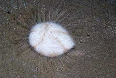 Spatangoida