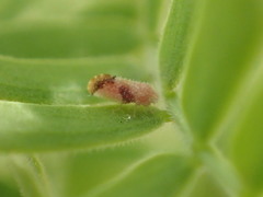 Aphalaroida pithecolobia