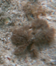 Polydectus cupulifer