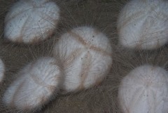 Spatangoida