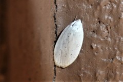 Durrantia piperatella