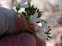 Arabis patens