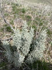 Artemisia tripartita