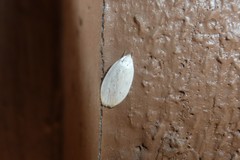 Durrantia piperatella