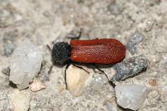Bostrichus capucinus