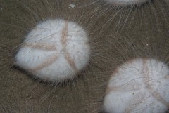 Spatangoida