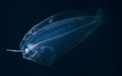 Wide-eyed Flounder