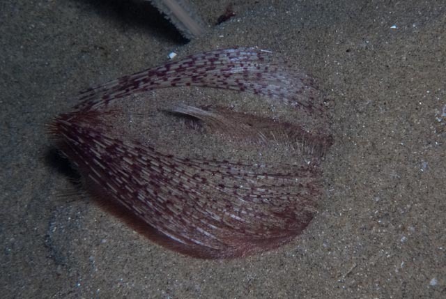 Lovenia elongata