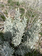 Artemisia tripartita