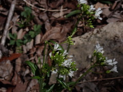 Arabis patens