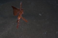 Solenostomus cyanopterus