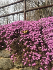 Phlox stolonifera