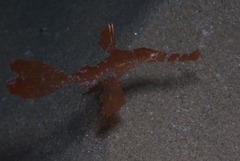 Solenostomus cyanopterus