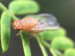 Lauxaniidae