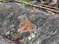 Attacus caesar