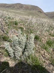 Artemisia tripartita