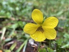 Viola maculata