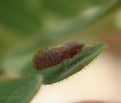 Aphalaroida pithecolobia