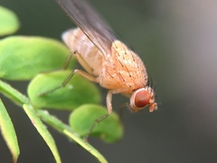 Lauxaniidae
