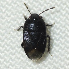 Melanaethus subglaber