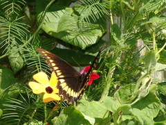 Battus polydamas lucayus