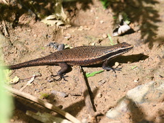 Eutropis multicarinata