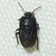 Melanaethus subglaber