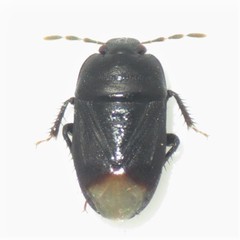 Melanaethus subglaber