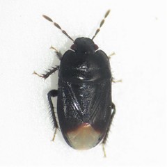 Melanaethus subglaber