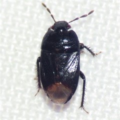 Melanaethus subglaber
