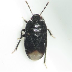 Melanaethus subglaber