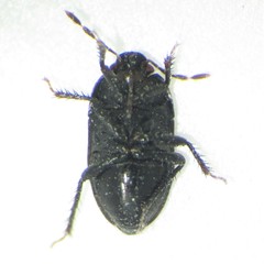 Melanaethus subglaber