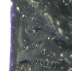 Melanaethus subglaber