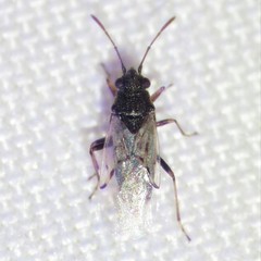Nysius raphanus