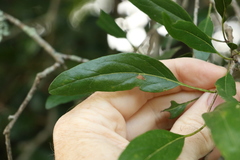 Ehretia saligna membranifolia
