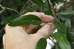 Ehretia saligna membranifolia