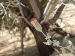 Brickellia incana
