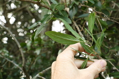 Ehretia saligna membranifolia