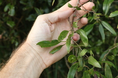 Ehretia saligna membranifolia