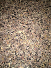 Bogertophis subocularis