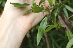 Ehretia saligna membranifolia