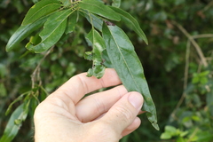 Ehretia saligna membranifolia
